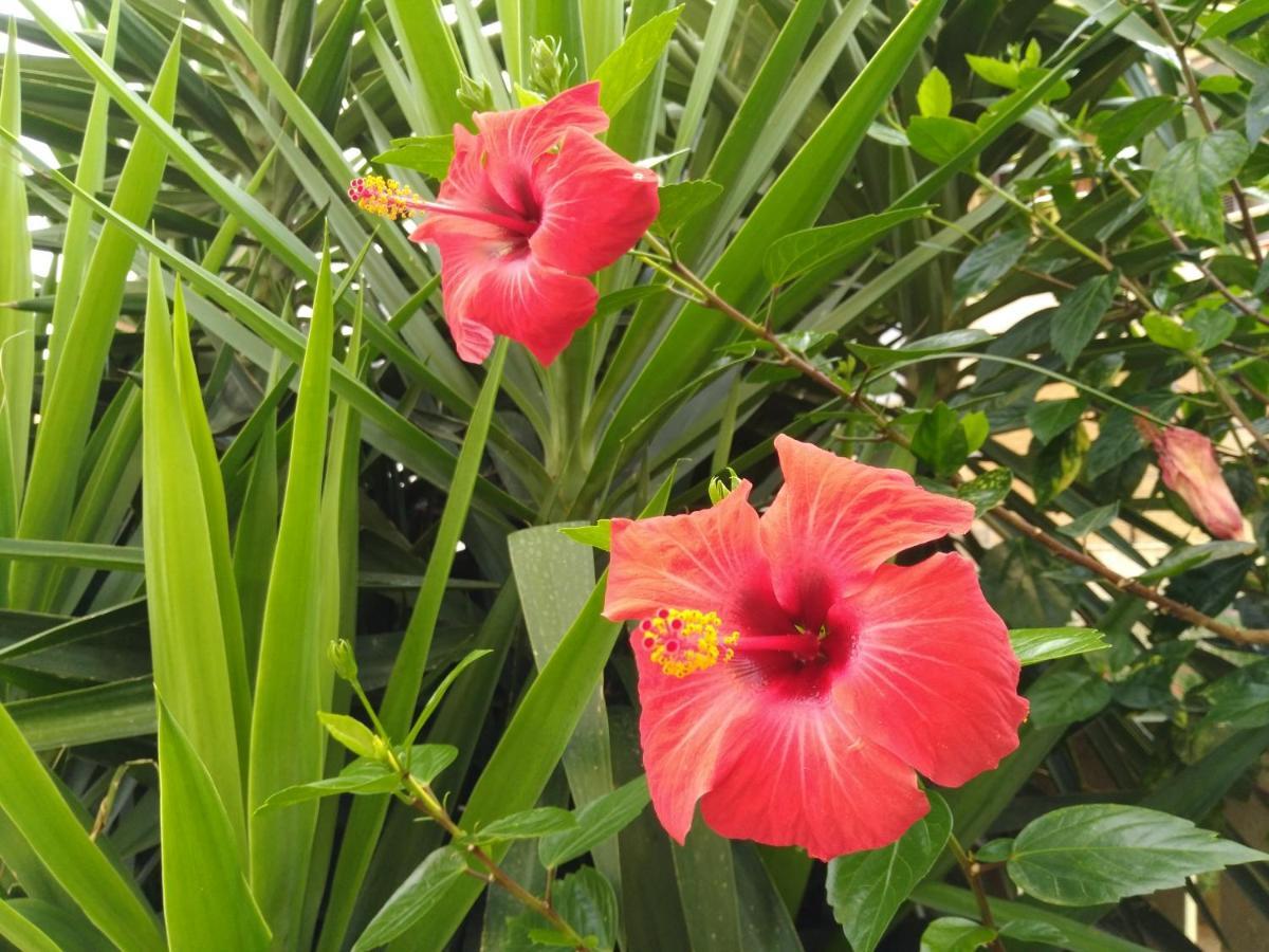 Вілла L'Hibiscus Di Lucia Альгеро Екстер'єр фото
